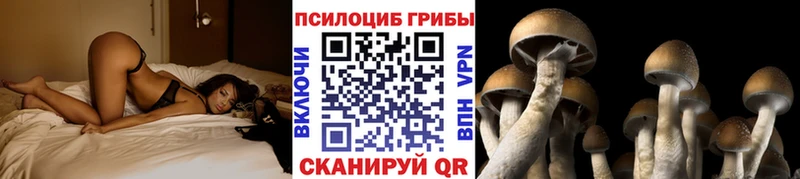Псилоцибиновые грибы Psilocybe  купить закладку  Западная Двина 